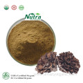 Natural Organic Maitake Extract Powder